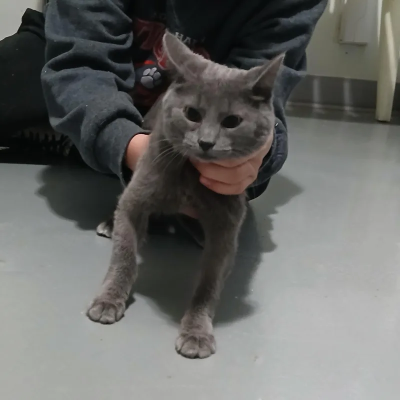 A baby medium-sized female Gray & White American Shorthair cat named Cierra for adoption in Iowa Falls, IA