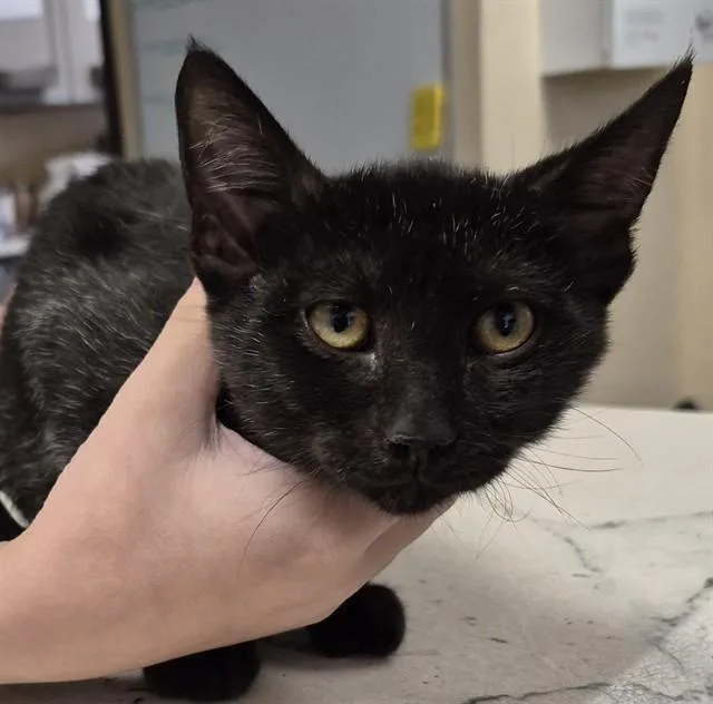 A baby small-sized male Domestic Short Hair cat named Miles for adoption in Lodi, CA