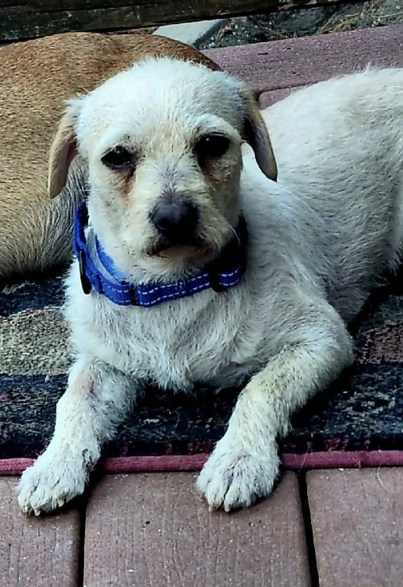 A young small-sized male Parson Russell Terrier dog named Charlie for adoption in Rancho Cucamonga, CA