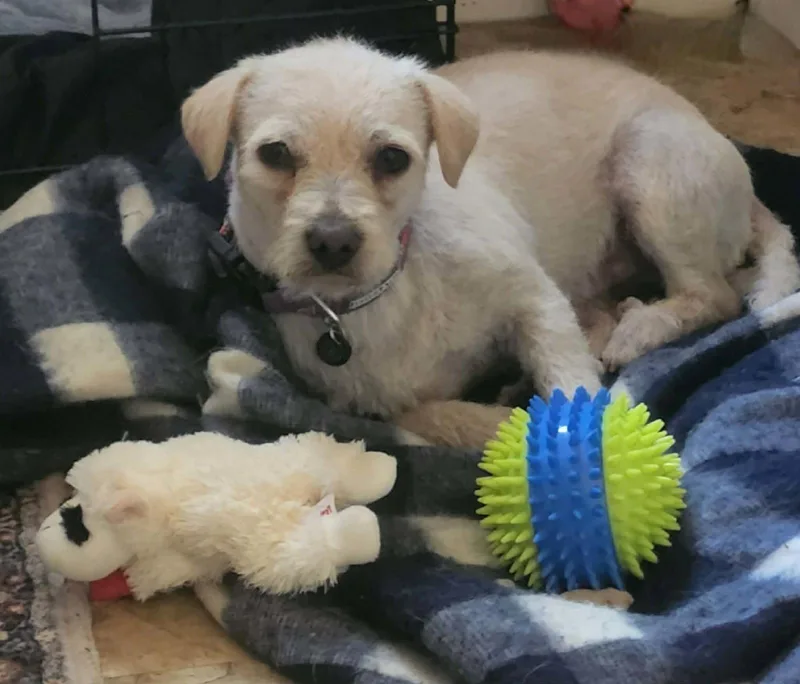 Charlie thumbnail 2