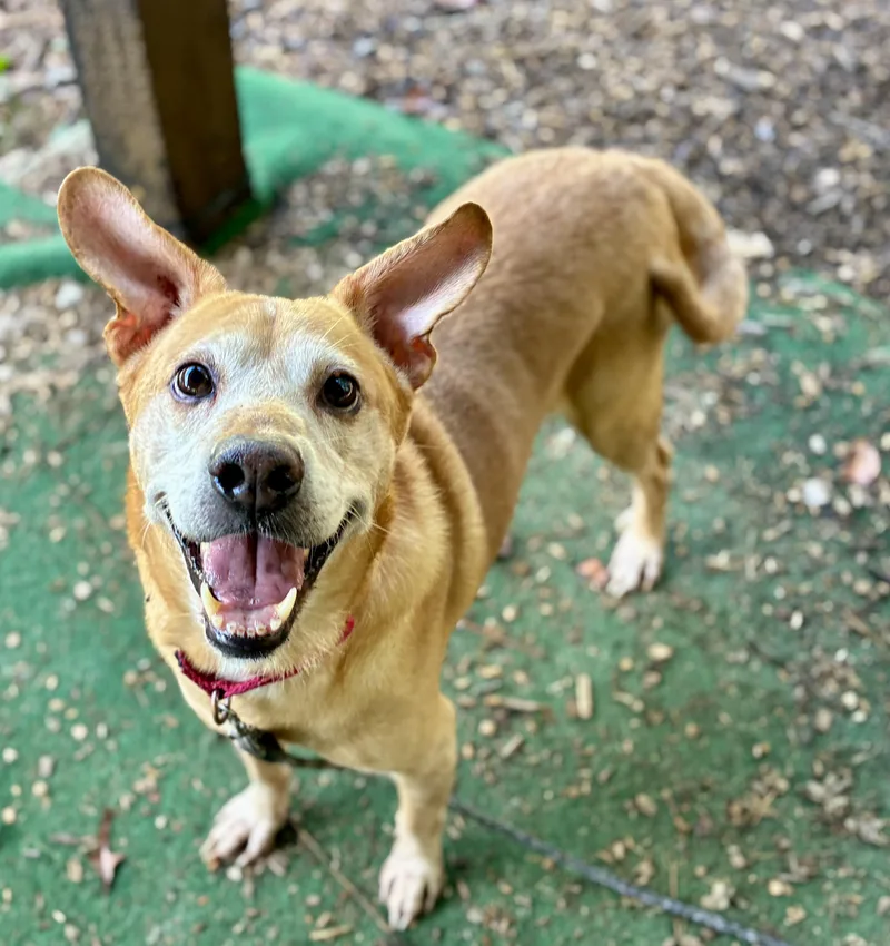 An adult medium-sized male Golden Labrador Retriever dog named Tank for adoption in Cedarburg, WI