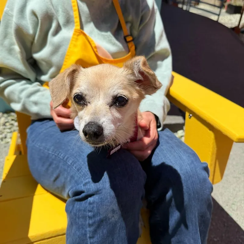 A senior small-sized female Yellow / Tan / Blond / Fawn Terrier dog named Gardenia for adoption in San Francisco, CA