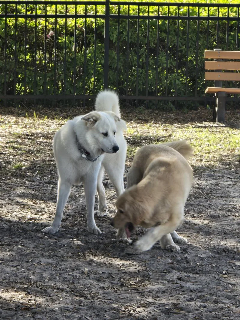 An adult large-sized female White / Cream Great Pyrenees dog named Sadie for adoption in Jacksonville, NC