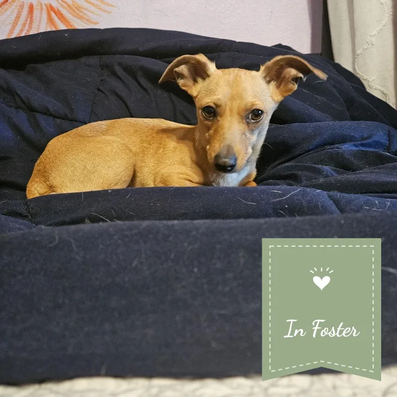 An adult small-sized female Yellow / Tan / Blond / Fawn Chihuahua dog named Chiquita for adoption in Chico, CA