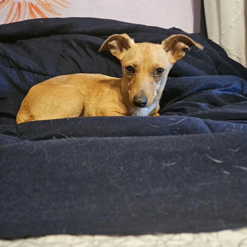 Chiquita thumbnail 2
