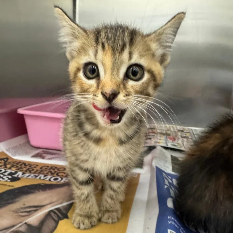 A baby small-sized female Torbie Domestic Short Hair cat named Ida for adoption in Auburn, AL