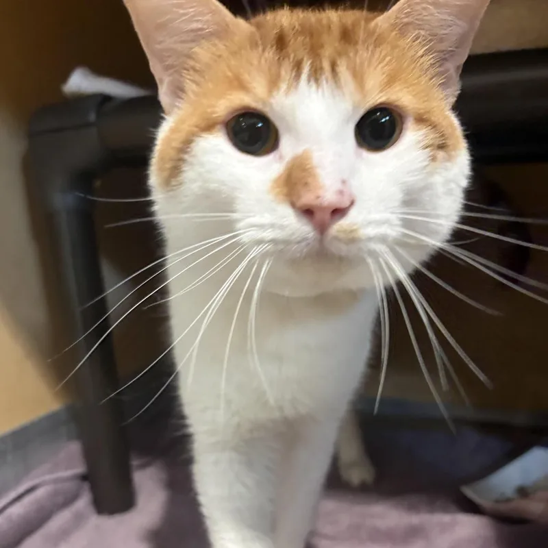 An adult medium-sized male Orange / Red Domestic Short Hair cat named Monopoly for adoption in Chesapeake, VA