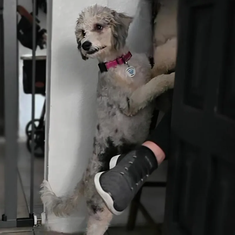 Bernie thumbnail 2