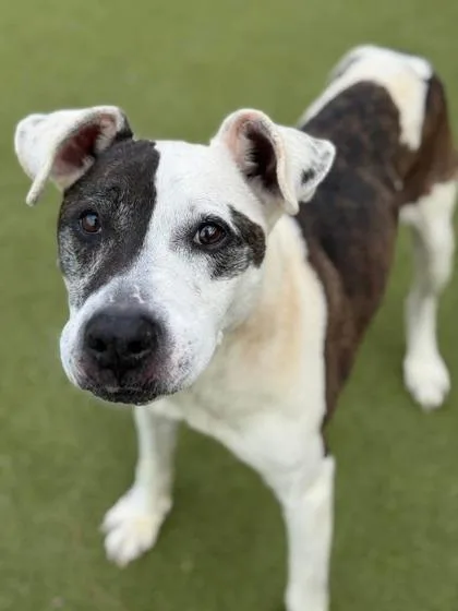 A senior medium-sized female Mixed Breed dog named Penny Lane for adoption in Atlanta, GA