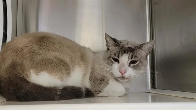 A young small-sized male Domestic Short Hair cat named Edgar for adoption in Tustin, CA