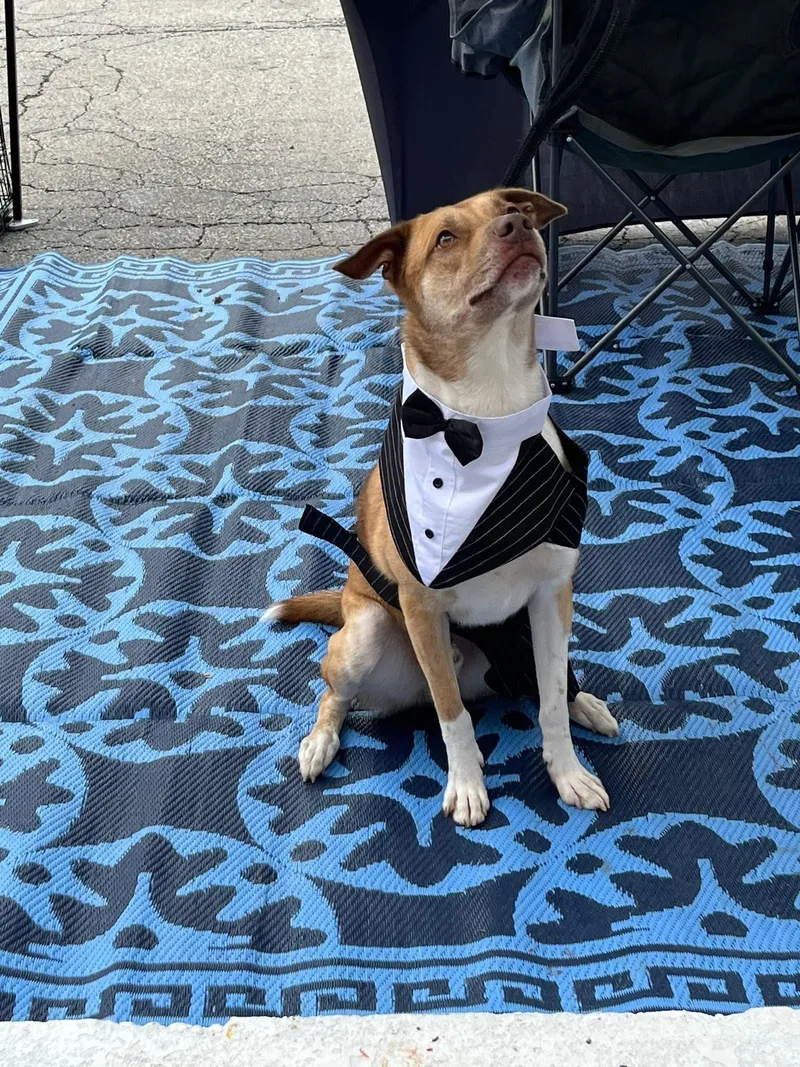 A young medium-sized male Golden Husky dog named Ray for adoption in Monroeville, PA