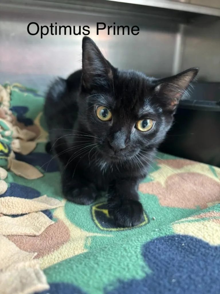 A baby small-sized male Domestic Short Hair cat named Optimus Prime for adoption in Cambridge, MD