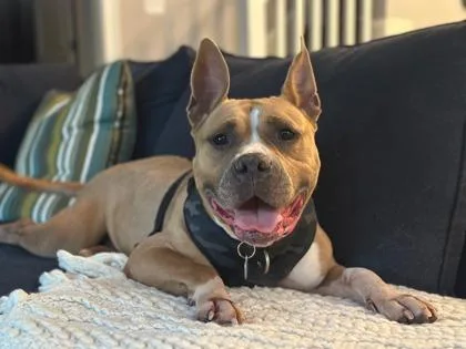 An adult medium-sized female Pit Bull Terrier dog named Mona Lisa for adoption in Atlanta, GA