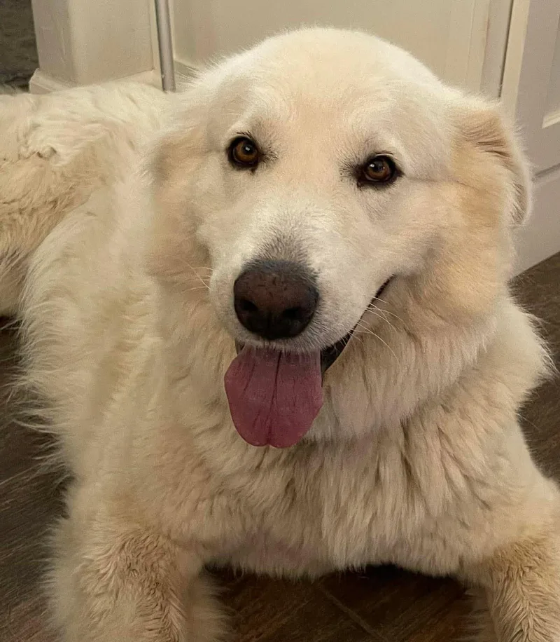 An adult large-sized female White / Cream Great Pyrenees dog named Annabella for adoption in Kiowa, OK