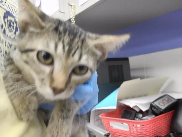 A baby small-sized female Domestic Short Hair cat named Athena for adoption in Omaha, NE
