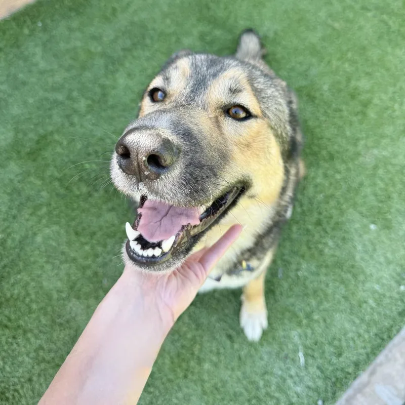 An adult medium-sized female Brown / Chocolate Shepherd dog named Nadia for adoption in Agoura Hills, CA