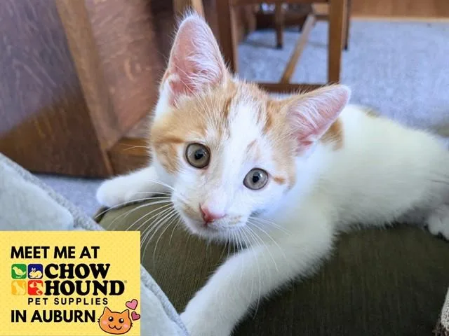 A baby small-sized male Domestic Short Hair cat named Ollie for adoption in Fort Wayne, IN