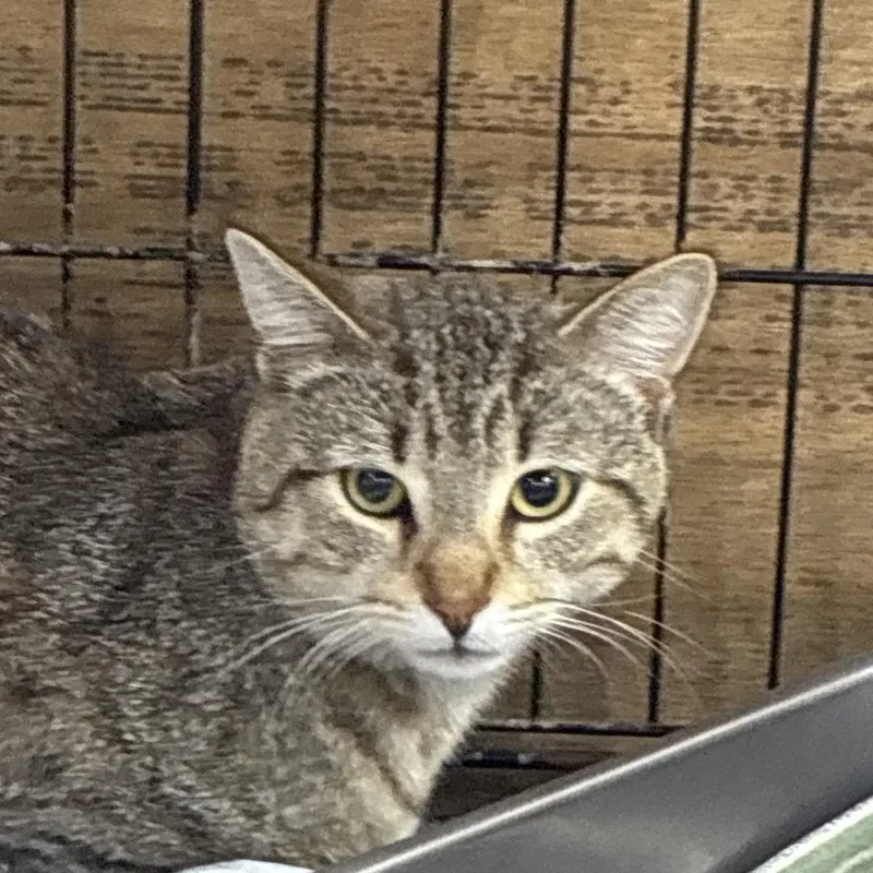 An adult medium-sized female Gray / Blue / Silver Domestic Short Hair cat named Cinnamon for adoption in Hattiesburg, MS