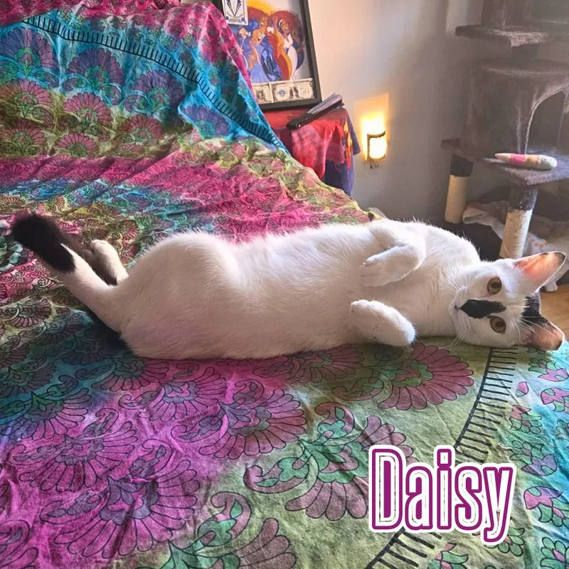 Daisy & Lily  thumbnail 5