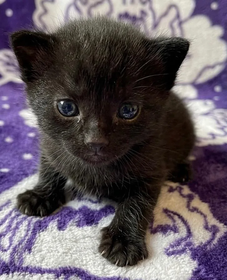 A baby small-sized male Domestic Short Hair cat named Merino for adoption in Ewing, NJ