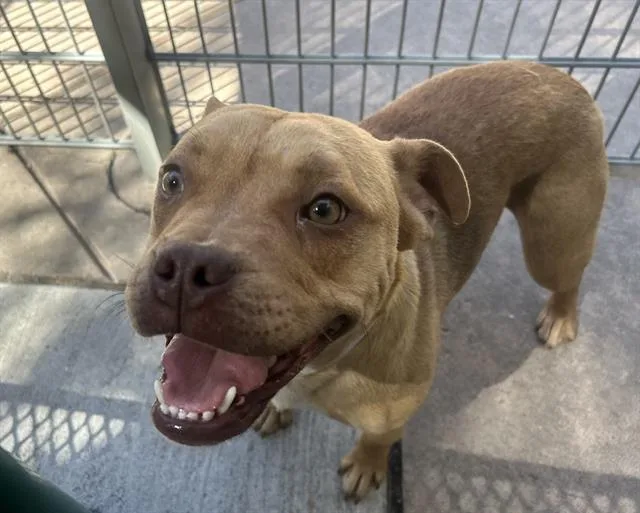 A young medium-sized female Pit Bull Terrier dog named Twinkie for adoption in Martinez, CA