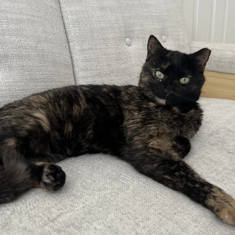 An adult medium-sized female Domestic Short Hair cat named Espresso for adoption in Cumming, GA