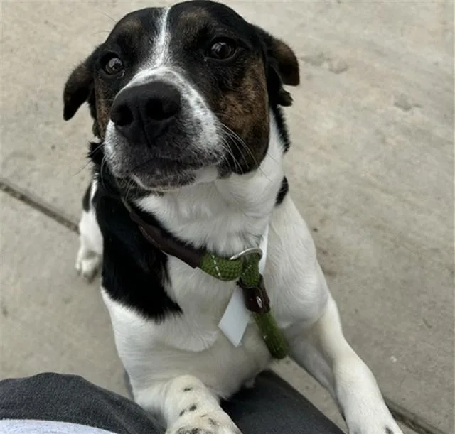 A young medium-sized male Beagle dog named Buddy for adoption in Colorado Springs, CO