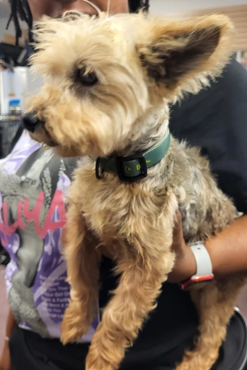 A senior small-sized male Golden Yorkie Poo dog named Max for adoption in Lawrenceville, GA