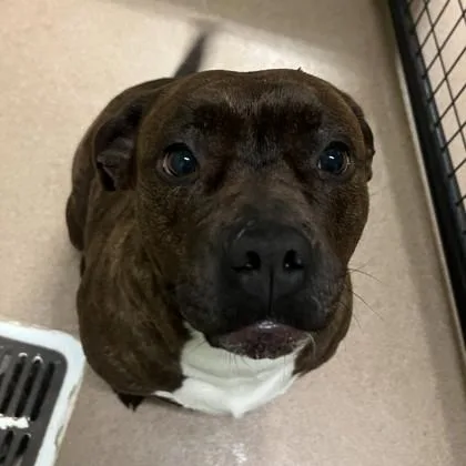 An adult large-sized female Pit Bull Terrier dog named Mochi for adoption in Pendleton, OR