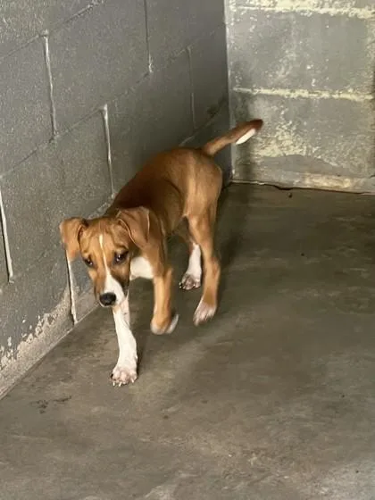 Sargeantzombo thumbnail 2