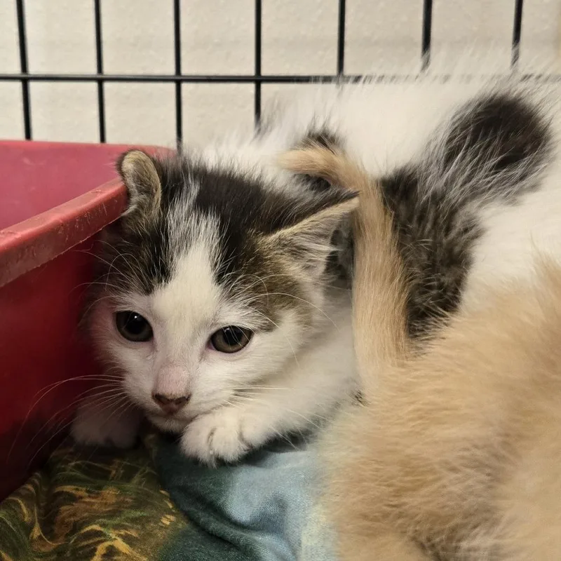 A baby small-sized male White Domestic Medium Hair cat named Sage for adoption in Tawas City, MI