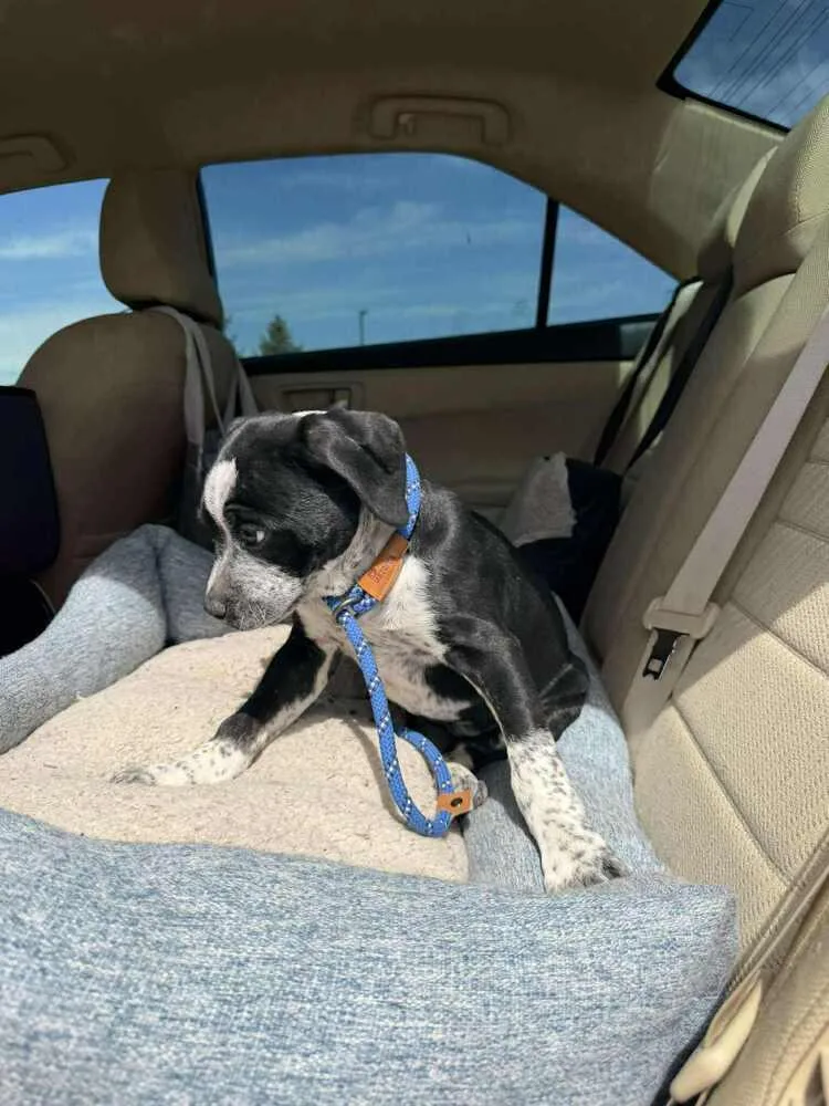 Speckles thumbnail 2