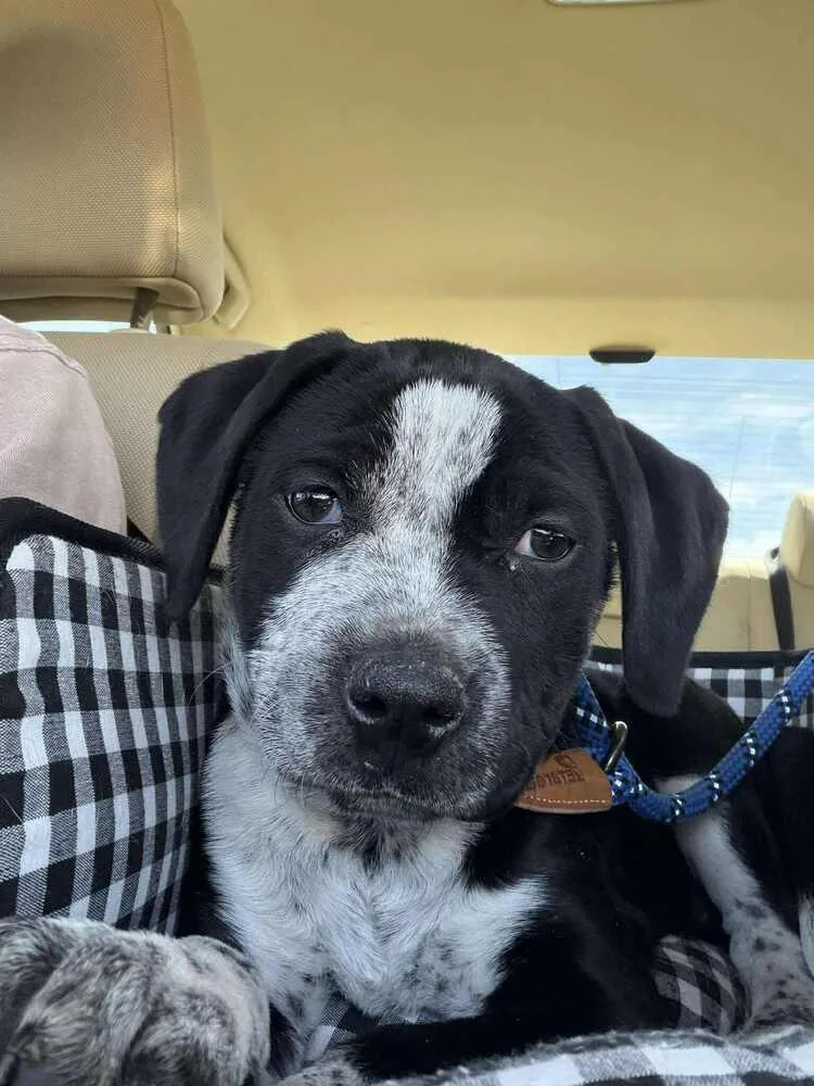 Speckles thumbnail 3