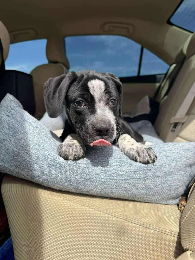 Speckles thumbnail 4