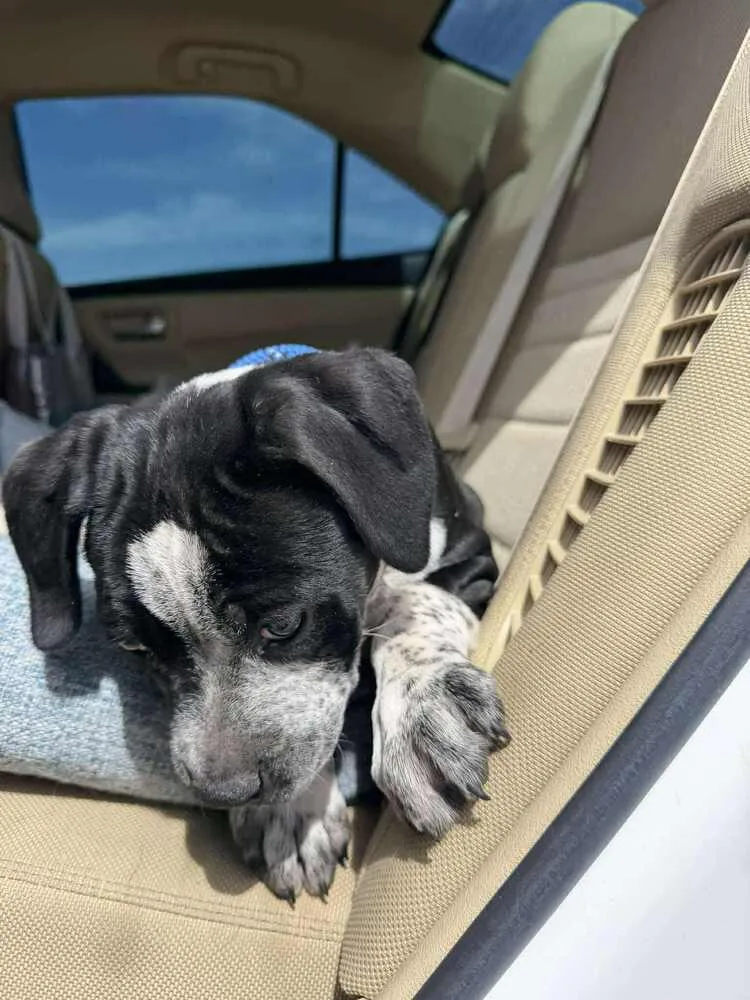 Speckles thumbnail 5