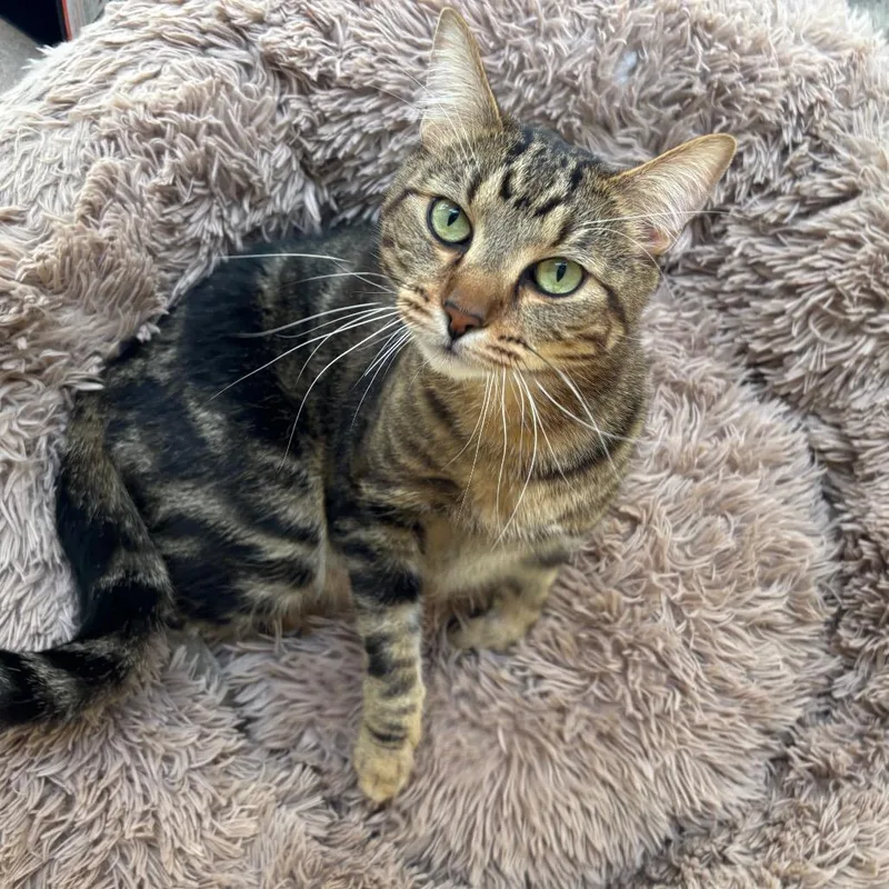 A young large-sized male Brown / Chocolate Domestic Short Hair cat named Mr. Imperial for adoption in Los Angeles, CA