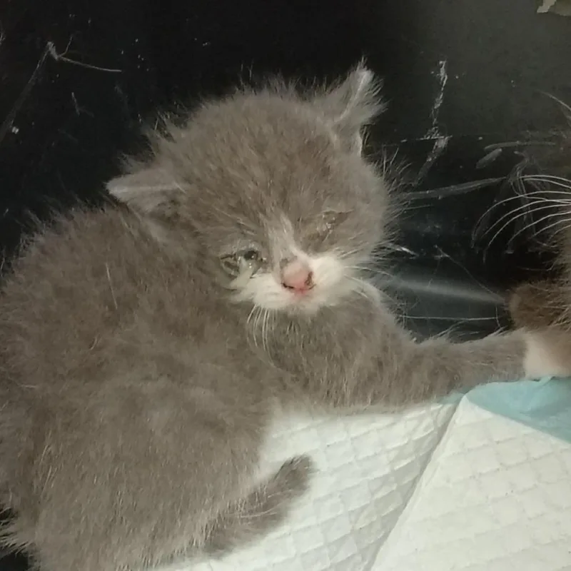 A baby small-sized female Gray / Blue / Silver Domestic Short Hair cat named Salt for adoption in Lynchburg, VA