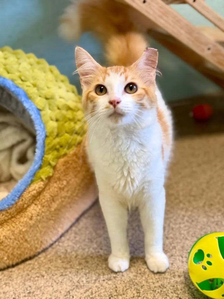 A baby small-sized male Domestic Medium Hair cat named Dumpling for adoption in Cape Coral, FL