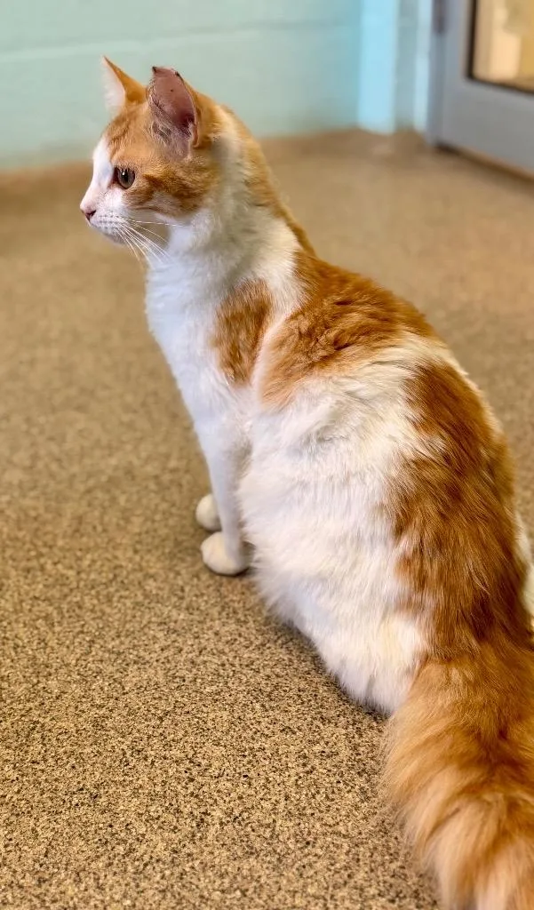 Dumpling thumbnail 2