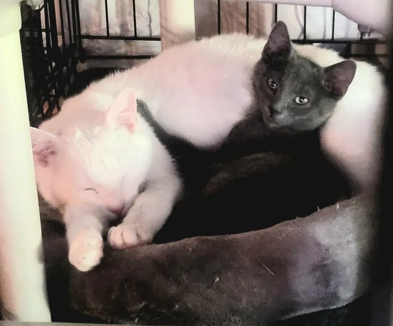 Dynamic Duo Zeus
