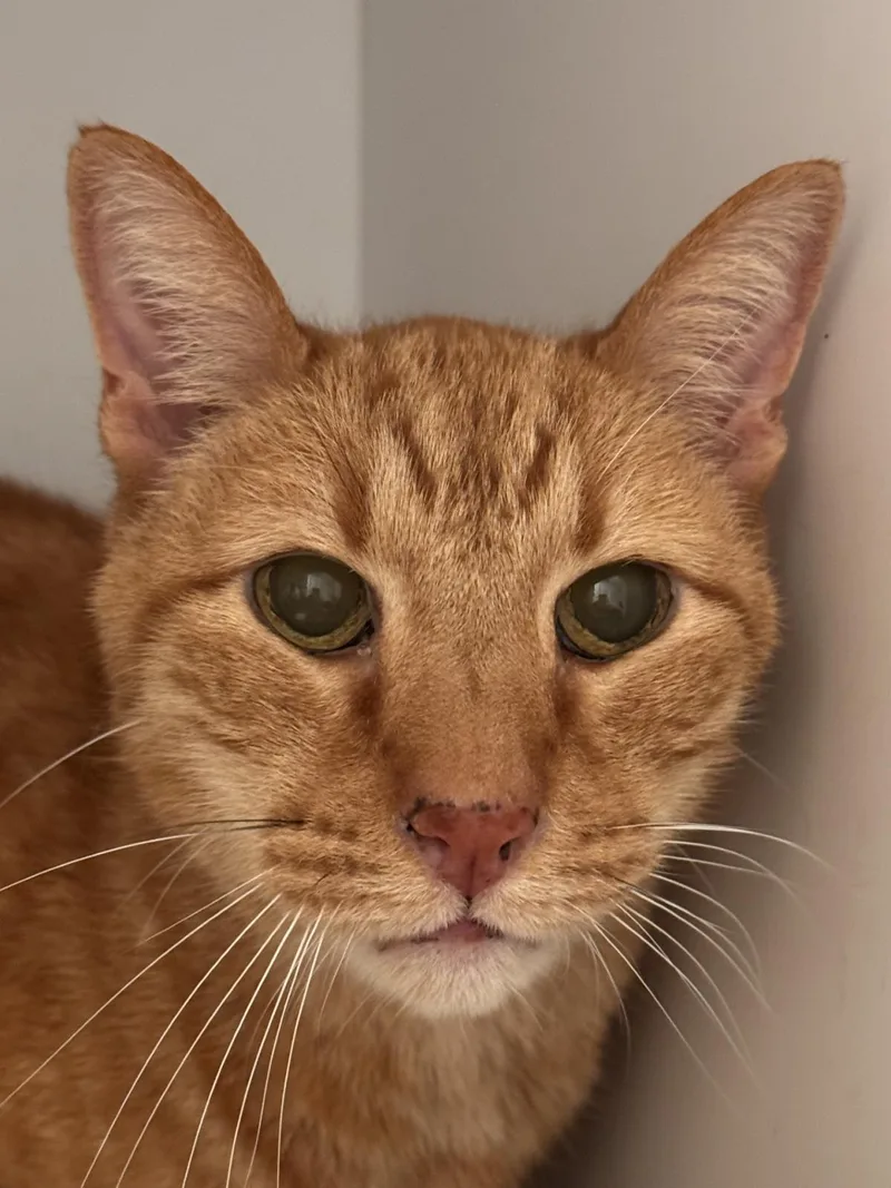 A senior medium-sized male Domestic Short Hair cat named Aura for adoption in Lincoln, CA