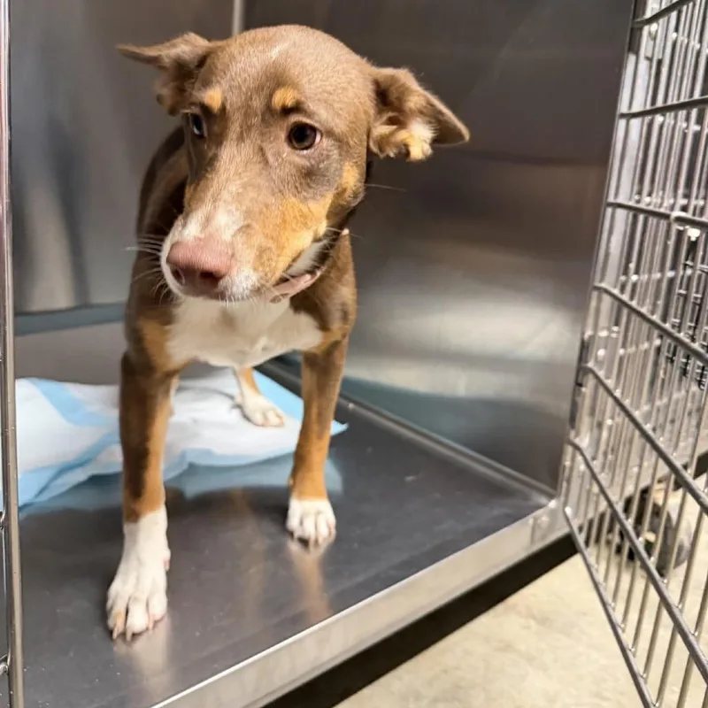 A young medium-sized female Brown / Chocolate Mixed Breed dog named Bubble Gum for adoption in Pauls Valley, OK