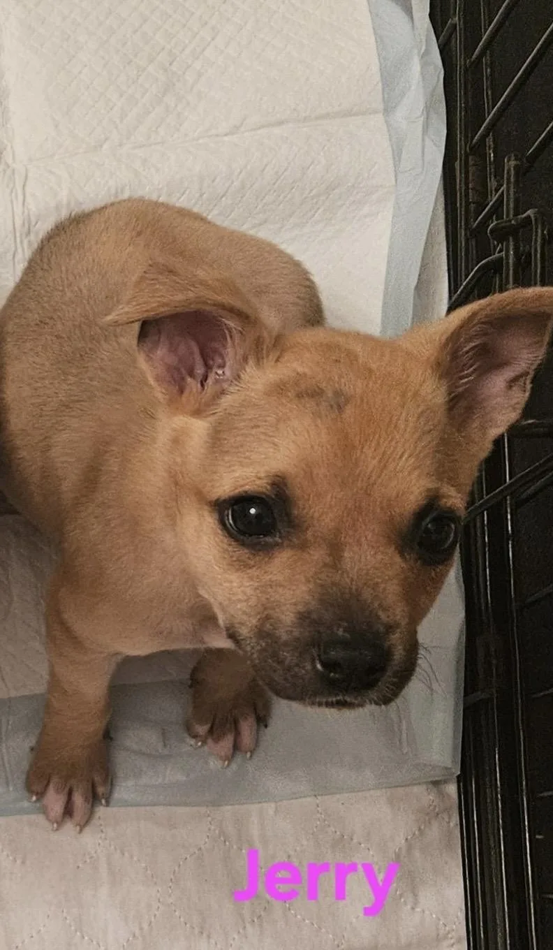 A baby medium-sized male Yellow / Tan / Blond / Fawn Shepherd dog named Jerry for adoption in Elyria, OH