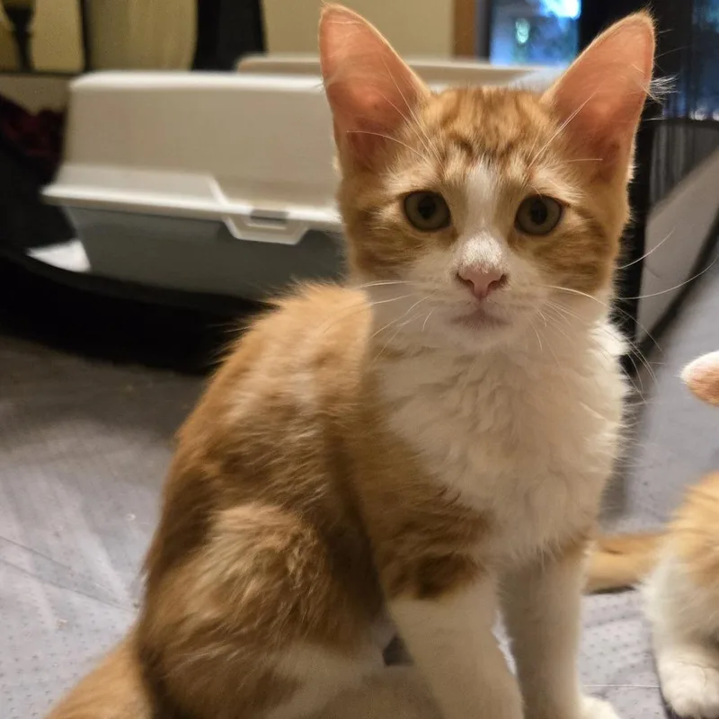 A baby small-sized female Orange / Red Domestic Long Hair cat named Scarlett for adoption in Roswell, GA