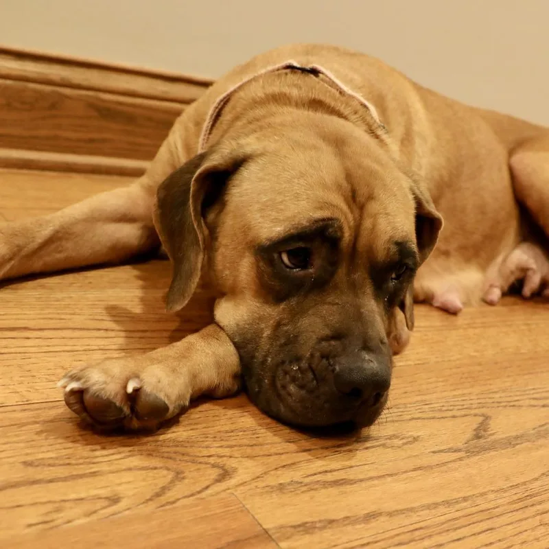 Sugar Cookie thumbnail 2