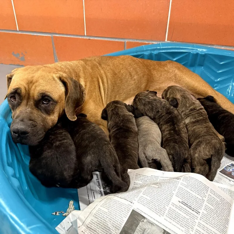 Sugar Cookie thumbnail 3