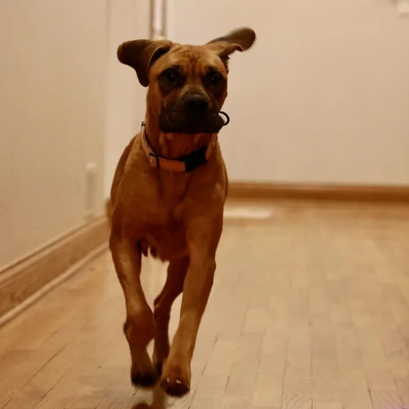 Sugar Cookie thumbnail 4