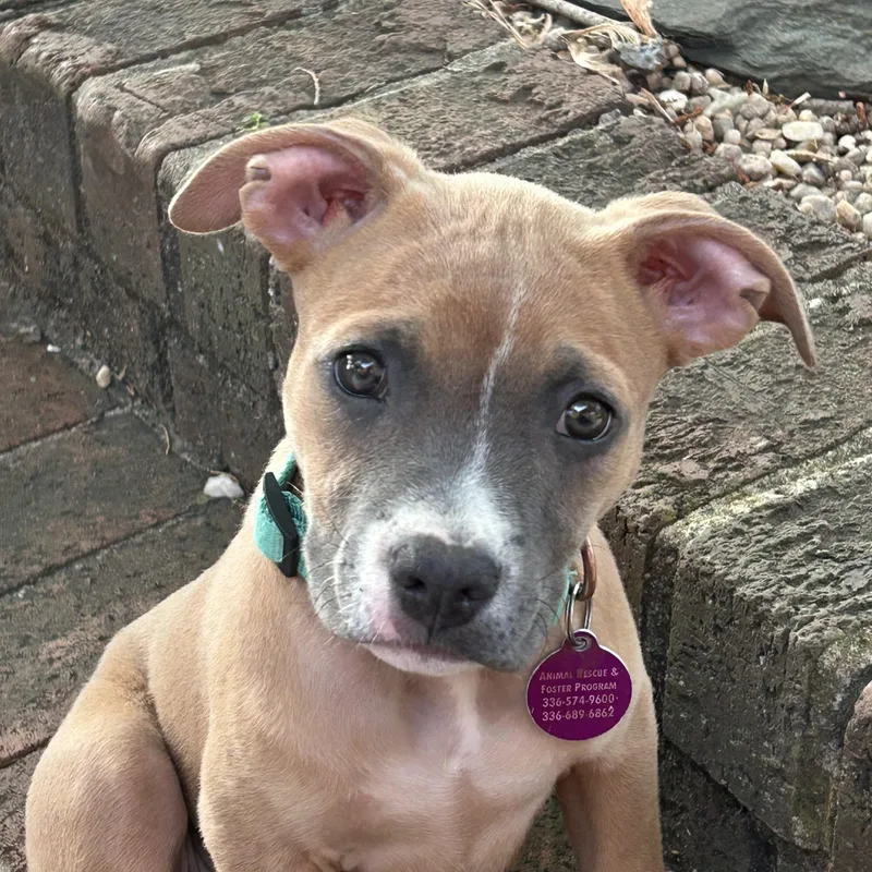 A baby large-sized female Yellow / Tan / Blond / Fawn Boxer dog named Toffee for adoption in Greensboro, NC