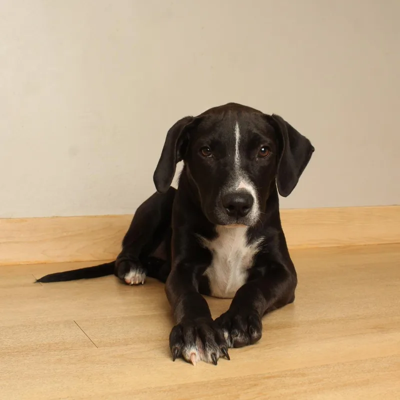 A baby medium-sized female Black American Bulldog dog named Monica D for adoption in Minnetonka, MN