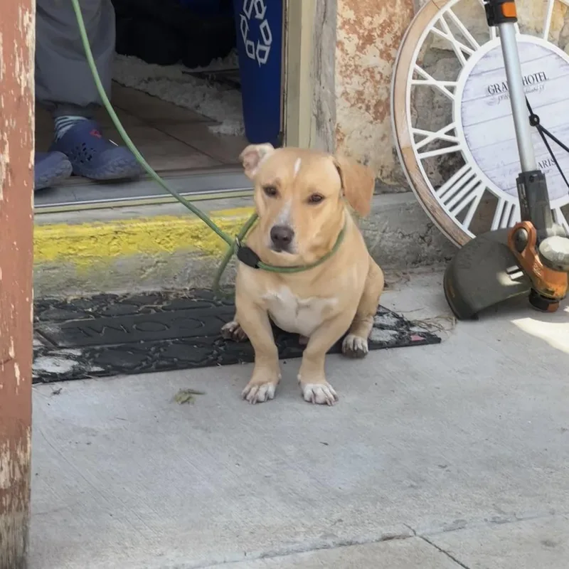 A young medium-sized male Yellow / Tan / Blond / Fawn Dachshund dog named Meatloaf for adoption in Chicago, IL